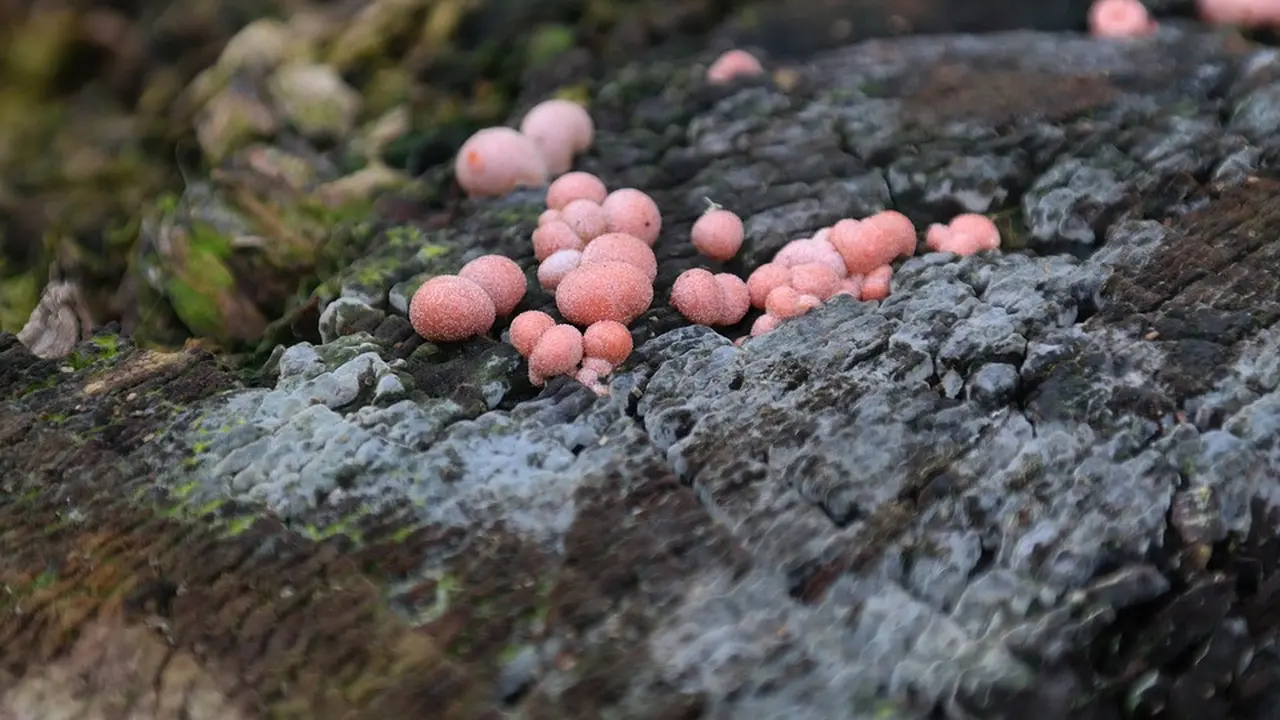 Ciri Umum Protista Mirip Jamur