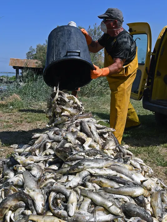 Seorang pria membuang ikan mati dari ember di Laguna Etang de Berre, dekat Marseille, Prancis (1/7/2019). Matinya beberapa ton ikan disebabkan penurunan kadar oksigen di Laguna Etang de Berre yang dipicu gelombang panas dalam sepekan hari terakhir. (AFP Photo/Boris Horvat)