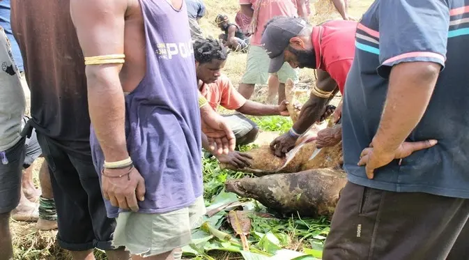Babi yang digunakan untuk upacara bakar batu sebanyak 6 ekor atau lebih. (Foto: Liputan6.com/Fitri Haryanti Harsono)