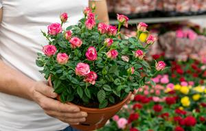 Panduan lengkap merawat mawar di rumah, mulai dari memilih jenis, menentukan lokasi tanam, hingga teknik penyiraman dan pemupukan agar tanaman sehat dan taman semakin cantik. (dok. Freepik)