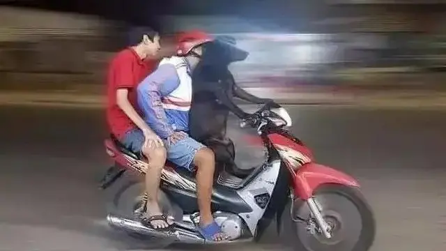 10 Potret Nyeleneh Orang Jalan-Jalan Bareng Peliharaan, Ada Anjing Masuk Tas