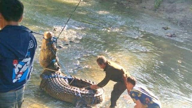 Buaya yang ditangkap di Kabupaten Muna saat mengamuk di kali, Desember 2019.(Liputan6.com/Ahmad Akbar Fua)