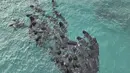 Foto udara selebaran yang diambil pada 25 Juli 2023 dan dirilis oleh Departemen Keanekaragaman Hayati, Konservasi, dan Atraksi Australia Barat, menunjukkan 60-70 paus pilot berkumpul sebelum banyak yang terdampar di Pantai Cheynes dekat Albany di Australia Barat.  (WA Department of Biodiversity, Conservation and Attractions / AFP)
