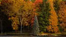 Foto yang diabadikan pada 10 Oktober 2020 ini menunjukkan dedaunan musim gugur di Danau Lobdell di Genesee County, Michigan, Amerika Serikat. (Xinhua/Joel Lerner)