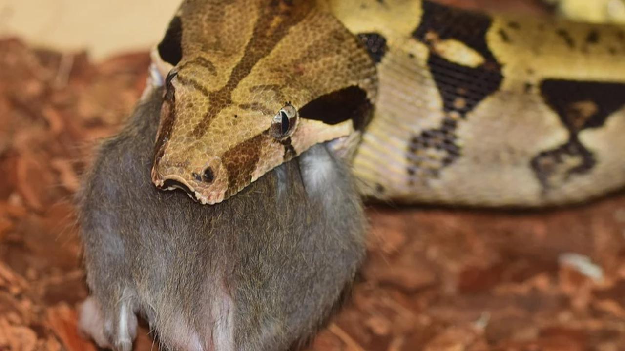 Ular Memangsa Tikus