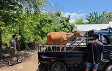 Tahukah Anda? Pemkab Mabar Minta Warga Proaktif Laporkan Penertiban Ternak Labuan Bajo Demi Ketertiban Umum