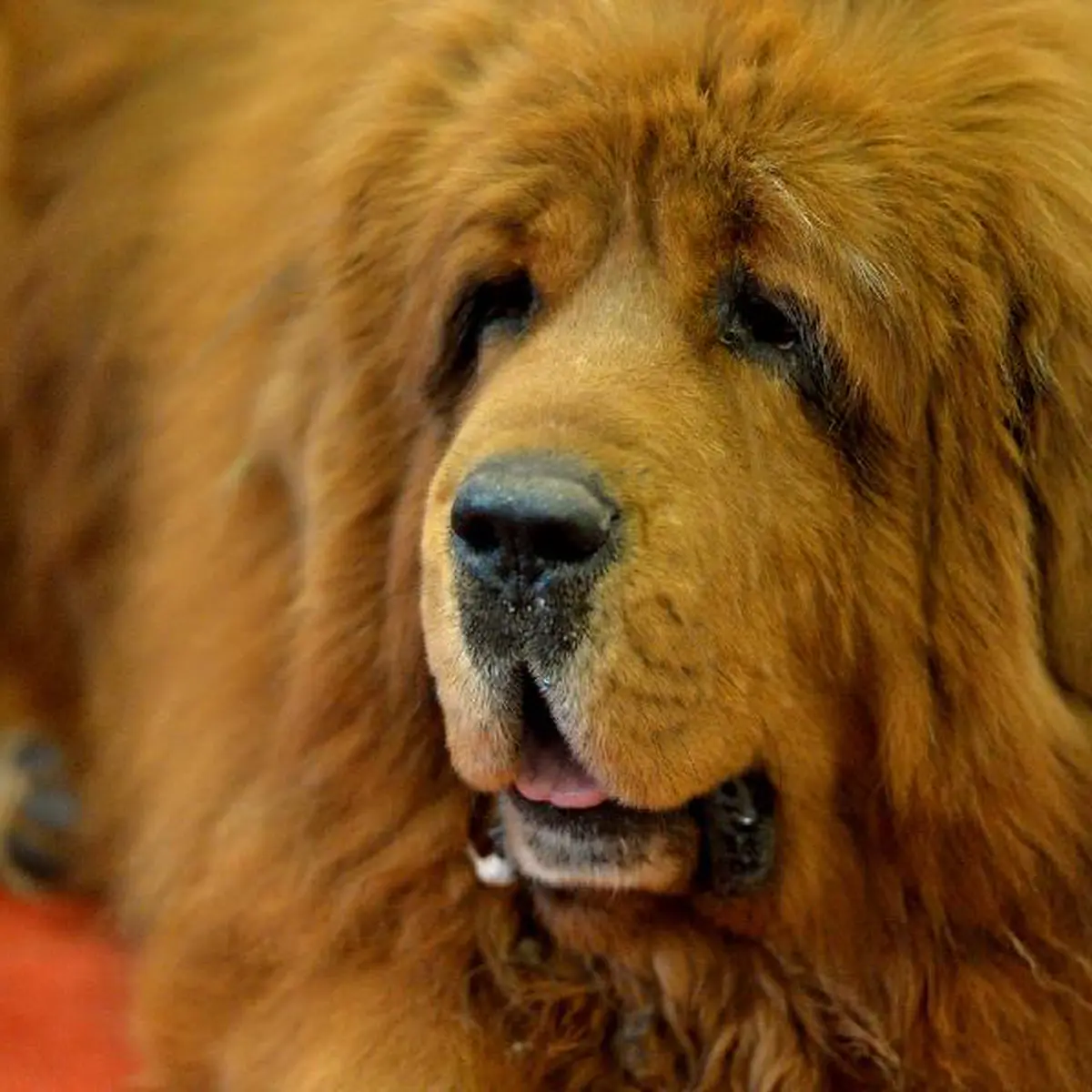 Harga tibetan hot sale mastiff