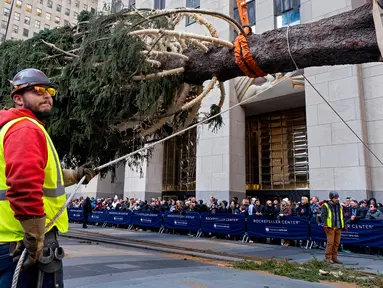 Pekerja bersiap memasang pohon Natal di Rockefeller Center, New York pada 9 November 2019. Pohon cemara Norwegia untuk menyambut Natal 2019 tersebut memiliki tinggi 77 kaki atau 12 meter dengan berat 77 ton yang akan dinyalakan pada 4 Desember mendatang. (AP Photo/Craig Ruttle)