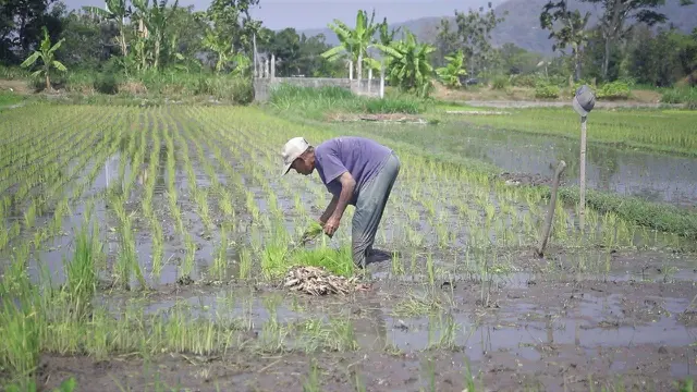 Arahan Mentan Amran, Kementan Ajak Petani Muda Jaga Ketahanan Pangan