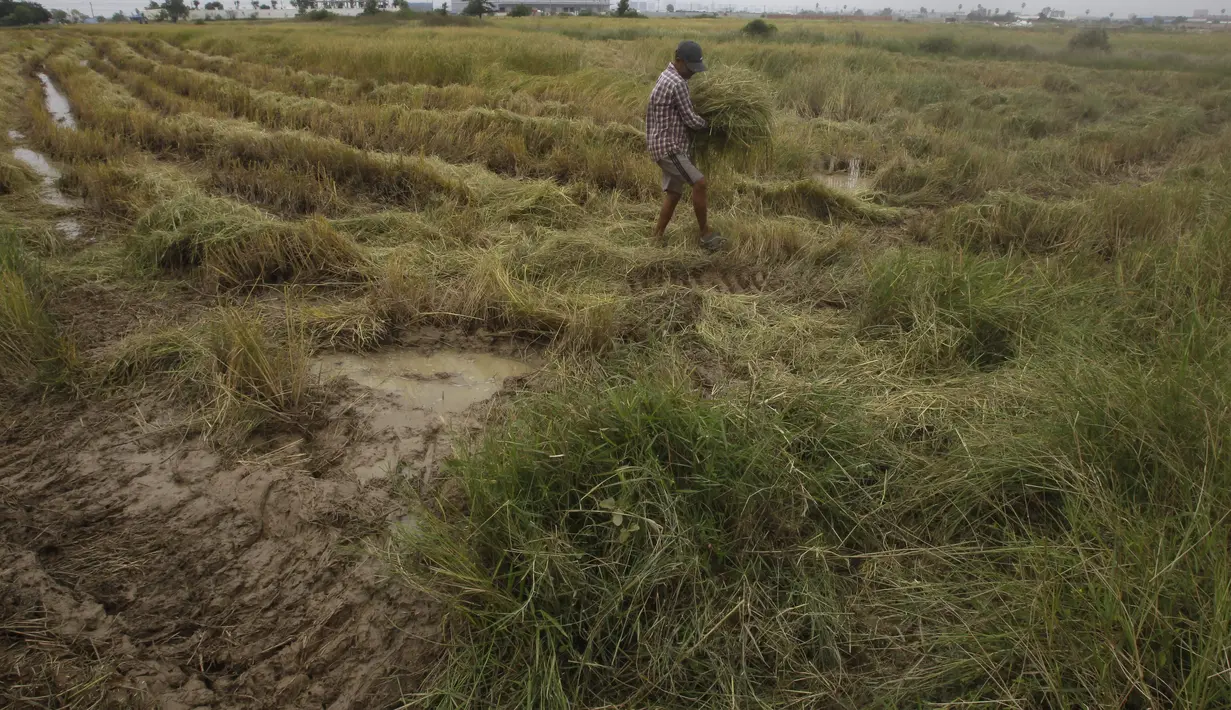 Seorang petani mengumpulkan jerami padi setelah dipotong oleh mesin perontok saat musim panen padi di desa Samroang Tiev, di luar Phnom Penh, Kamboja, Rabu (27/10/2021). Warga Kamboja mulai memanen padi di akhir musim hujan. (AP Photo/Heng Sinith)