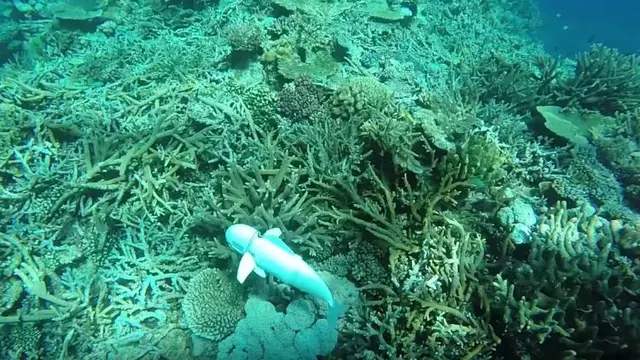 Penampakan robot ikan SoFi