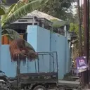 Cerdiknya Orang Utan Solo Kabur dari Kandang, Berujung ke Warung Ayam Goreng