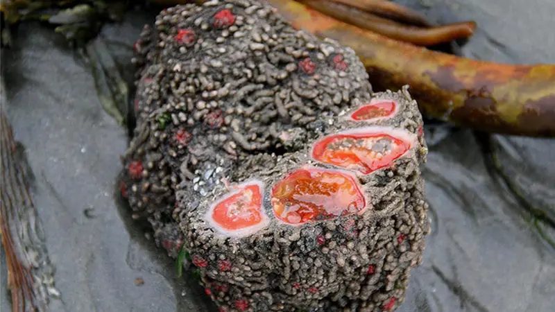 Pyura Chilensis si Batu Karang yang Dapat Dikonsumsi