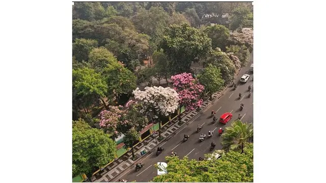 Mekarnya bunga Tabebuya membuat suasana kota lebih romantis.