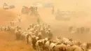 Pengungsi Irak berduyun-duyun membawa ratusan hewan ternaknya dengan berjalan kaki melintasi gurun yang panas ke tempat lebih aman, Irak, Selasa (1/11). (REUTERS/Ahmed Jadallah)