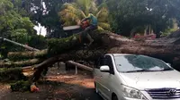 Sebuah mobil tertimpa pohon besar yang tumbang saat angin kencang menyertai hujan lebat di Kota Malang (Liputan6.com/Zainul Arifin)