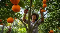8 Cara Merangsang Pohon Jeruk agar Cepat Berbuah Lebat dan Manis