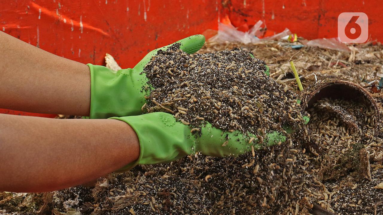 Budidaya Maggot untuk Urai Sampah Organik
