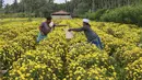 Petani memanen bunga krisan dari sebuah ladang di pinggiran Bangalore (5/10/2021). Kota Bangalore ini disebut "Kota Taman" karena taman-taman, bunga, dan pepohonannya yang indah. (AFP/Manjunathm Kiran)