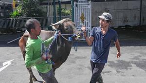 Petugas bersiap menyembelih sapi kurban di Masjid Sunda Kelapa, Jakarta, Rabu (27/5/2026). (merdeka.com/Arie Basuki)