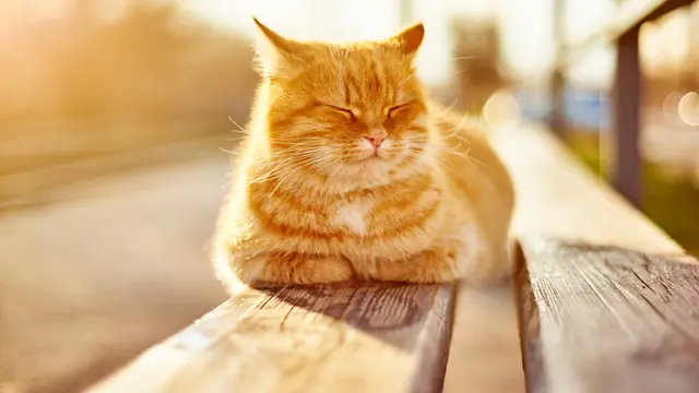 Kucing Berguling
