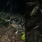Detik-detik Motor Terjun ke Jurang 20 Meter di Lampung, 1 Orang Tewas
