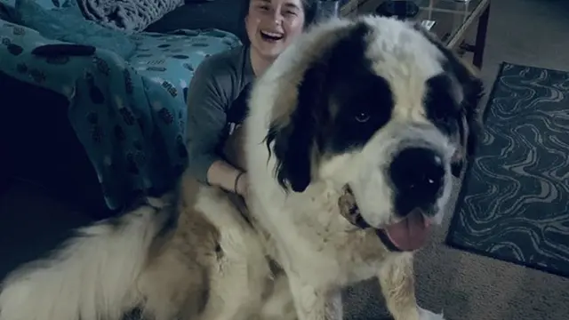 Menggemaskan tapi Bikin Melongo, 10 Anjing Ini Lebih Besar dari Tuannya