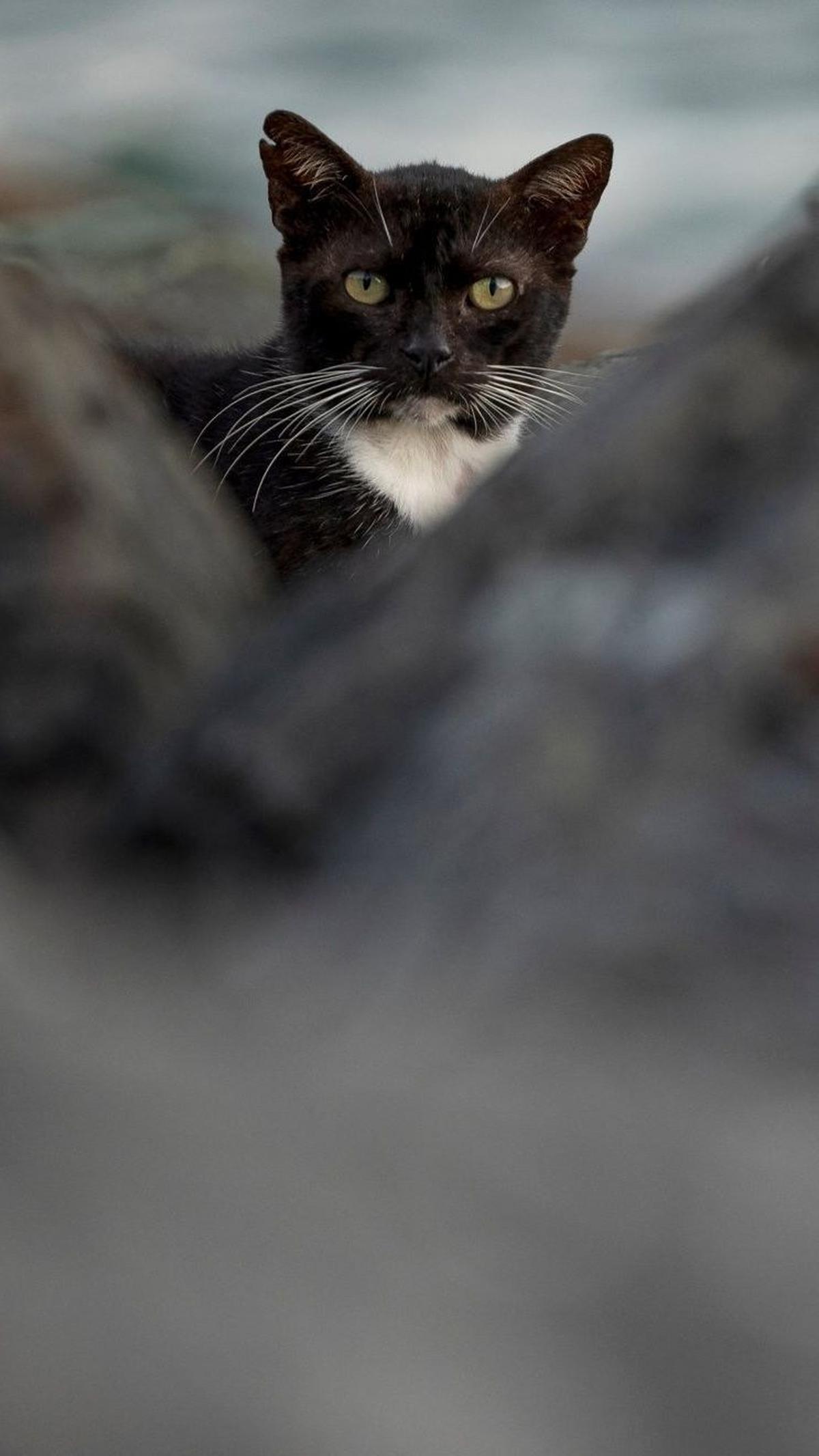 Sebagai informasi, Alley Cat Allies adalah organisasi nirlaba yang mengadvokasi reformasi kebijakan dan institusi publik sehubungan dengan perlakuan manusiawi terhadap semua kucing.&nbsp;Foto: RICARDO ARDUENGO / AFP<br>