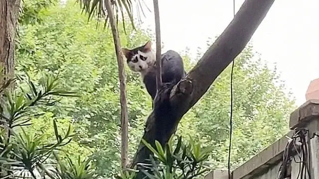 Punya Wajah Memelas, Kucing Liar Ini Malah Viral di Internet
