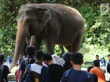 Pengunjung melihat Gajah Sumatera di kawasan Kebun Binatang Ragunan, Jakarta, Selasa (26/12). Libur cuti bersama perayaan Natal 2017 dimanfaatkan warga untuk berekreasi di Kebun Binatang Ragunan Jakarta. (Liputan6.com/Helmi Fithriansyah)