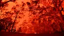 Langit sore bersinar kemerahan akibat kebakaran hutan di daerah sekitar kota Nowra, negara bagian New South Wales, Australia, Selasa (31/12/2019). Akibat kebakaran ini, ribuan wisatawan dan penduduk lokal mengungsi ke wilayah pantai di Australia tenggara. (AFP/Saeed Khan)