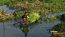 <p>Seorang petani memanen mimosa air dari perahu di sebuah perkebunan di Phnom Penh, Kamboja, 28 April 2022. Mimosa air adalah hidangan sayuran yang populer di Kamboja. (TANG CHHIN Sothy/AFP)</p>