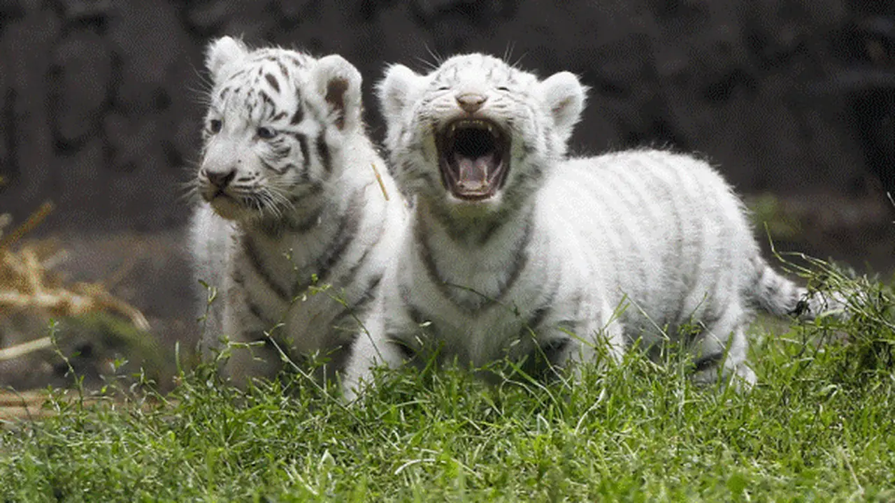 8 Hewan Albino yang Menggemaskan