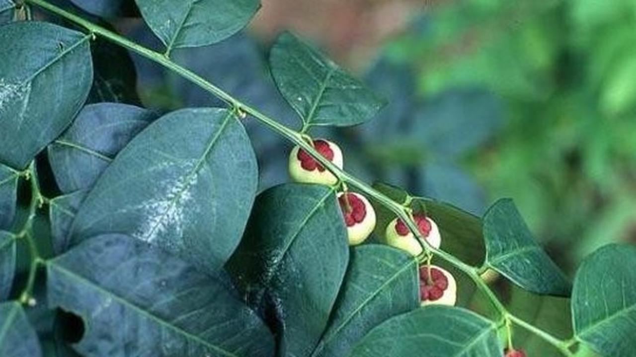 Kandungan Gizi Daun Katuk