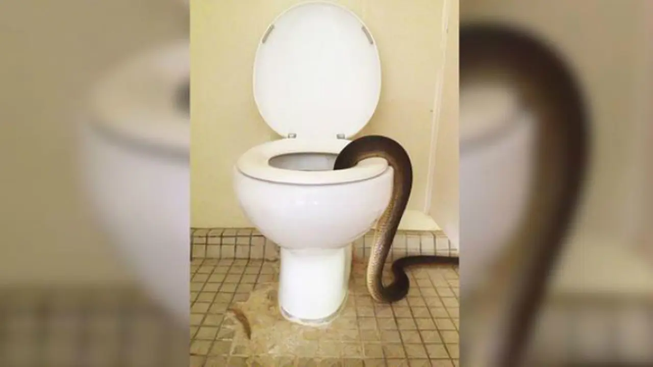 Ular piton yang ditemukan di dalam toilet Charles Darwin National Park