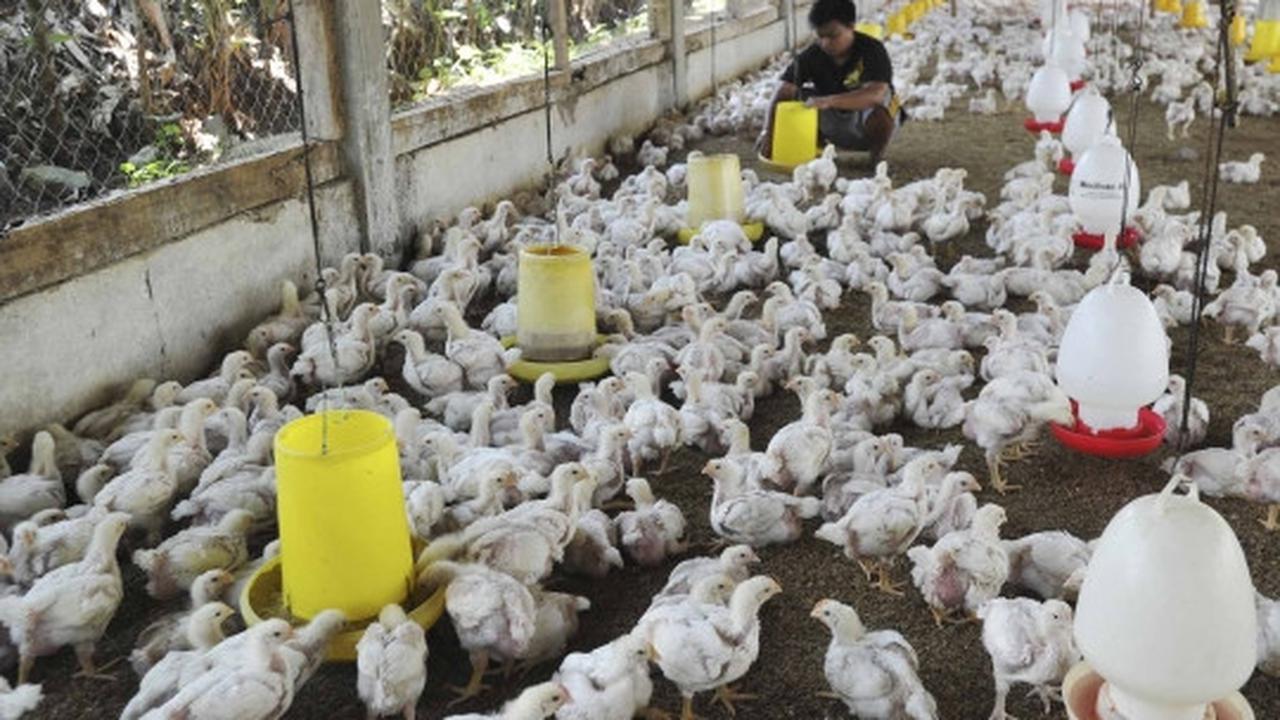 Gejolak kenaikan harga daging ayam tak berdampak kepada peternak