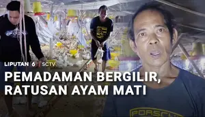 Gegara Pemadaman Listrik, Ratusan Ekor Ayam Broiler Mati