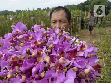 Pekerja menunjukkan bunga anggrek Vanda Douglas usai dipetik di Kota Tangerang Selatan, Banten, Jumat (4/12/2020). Jelang Natal dan Tahun Baru pada masa pandemi COVID-19, permintaan bunga anggrek Vanda Douglas mulai meningkat. (merdeka.com/Dwi Narwoko)