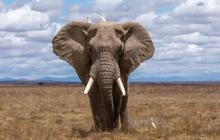 Presiden Botswana Ancam Kirim 20.000 Ekor Gajah ke Jerman, Ini Sebabnya