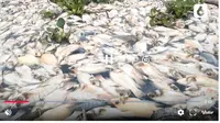 Puluhan ton ikan air tawar jenis nila merah siap panen di Waduk Cengklik, Boyolali, Jawa Tengah, mati mendadak sejak Sabtu, 9 Maret 2024. (Foto: Liputan6)