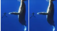 Seorang penyelam berhasil mengabadikan momen saat bersalaman dengan paus Humpback raksasa ketika menyelam di perairan Hawaii. (Foto: Dailymail)