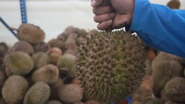 Badan Karantina Indonesia (Barantin) melepas ekspor durian beku ke Cina di Citeureup, Bogor, Jawa Barat, Senin (15/12/2025). (Liputan6.com/Sudarno)