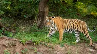 Ilustrasi harimau India. (Unsplash)