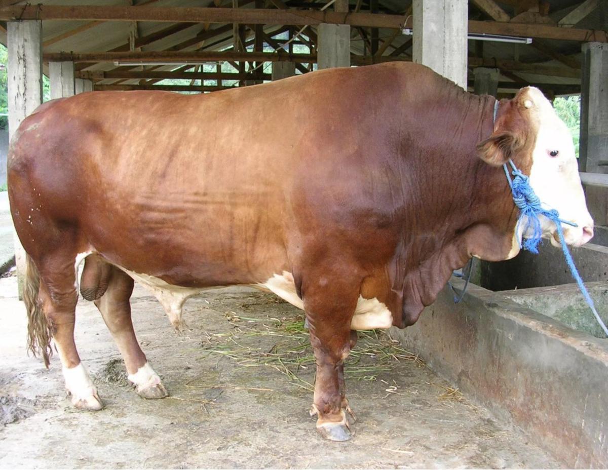 ilustrasi sapi limousin