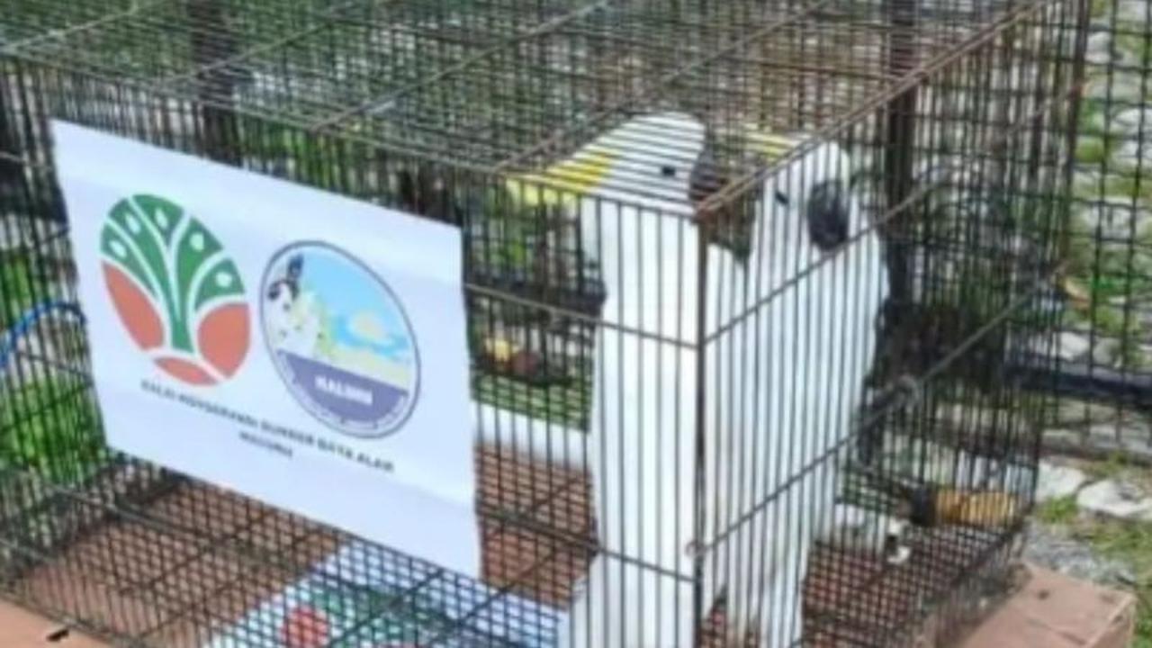 Pelepasliaran Satwa Kakatua Koki: BKSDA Maluku dan BRIN Kembalikan Kehidupan ke Hutan Adat Karangguli