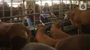 Sales Promotion Girl (SPG) memberi makan hewan kurban di Mal Hewan Qurban H. Doni di Depok, Jawa Barat, Kamis (16/7/2020). Di masa pandemi, mal hewan kurban kembali menggunakan jasa SPG untuk menawarkan sapi dan kambing dengan tetap menerapkan protokol kesehatan. (Liputan6.com/Immanuel Antonius)