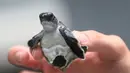 Seorang relawan memperlihatkan  seekor tukik (anak penyu) sebelum dilepas ke Samudera Atlantik di Boca Raton, Florida (27/7). Kegiatan ini untuk menjaga populasi kehidupan penyu-penyu laut tersebut. (Joe Raedle/Getty Images/AFP)