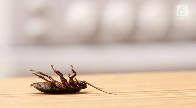 Usir Serangga di Rumah dengan Trik Sederhana