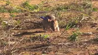 Lincahnya Tikus-tikus Pencari Ranjau 