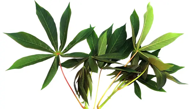 Ilustrasi Daun Singkong